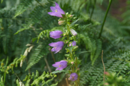 Campanula latifolia Breed klokje bestellen